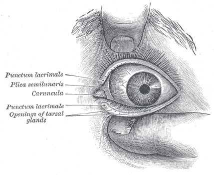 Anatomy diagram of the eyelid showing the meibomian glands along the lid margin