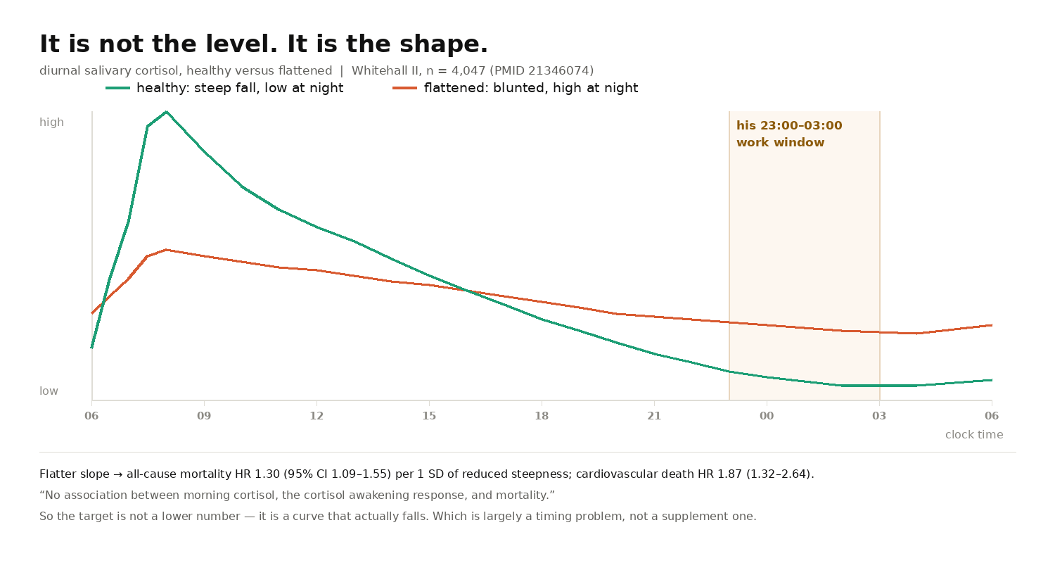 Graph comparing a healthy diurnal cortisol curve against a flattened one across 24 hours, showing the flattened curve stays elevated during a 23:00 to 03:00 waking window while the healthy curve has bottomed out